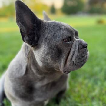 Edie -  French Bulldog Dog for Adoption in Huber Heights, Ohio - Edie | PetCurious