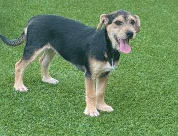 Brandy -  Terrier Dog for Adoption in Dalton, Georgia - Brandy | PetCurious