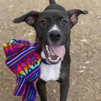 MAXWELL -  Labrador Retriever Dog for Adoption in San Antonio, Texas - MAXWELL | PetCurious