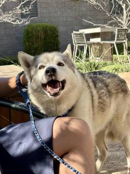 Cy -  Husky Dog for Adoption in Santa Monica, California - Cy | PetCurious