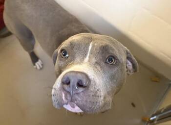 JULIA -  Pit Bull Terrier and Mixed Breed Dog for Adoption in Kent, Washington - JULIA | PetCurious