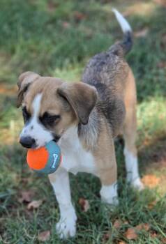 Scharena -  Beagle and Australian Cattle Dog Blue Heeler Dog for Adoption in Morrilton, Arkansas - Scharena | PetCurious