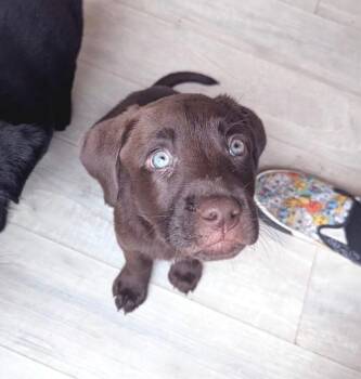 JC Chasez -  Labrador Retriever Dog for Adoption in Vancouver, Washington - JC Chasez | PetCurious