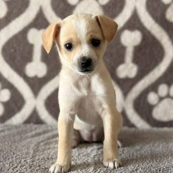 Terrier Dogs Available for Adoption - Meadow -*Available 2/21*Chino Hills Location | PetCurious