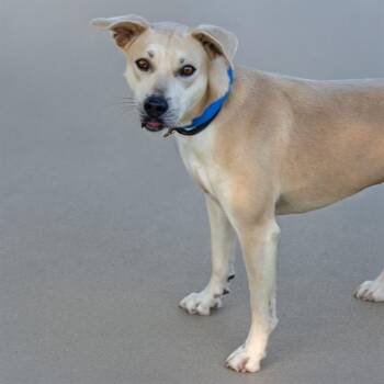 LITTLE ROCK -  Labrador Retriever and Mixed Breed Dog for Adoption in St. Louis, Missouri - LITTLE ROCK | PetCurious