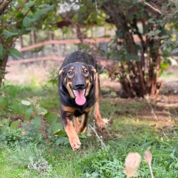 Fiona -  Shepherd and Mixed Breed Dog for Adoption in Portland, Oregon - Fiona | PetCurious