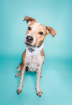 Rescue Australian Cattle Dog Blue Heeler and Pit Bull Terrier Dogs for Adoption in Columbia, Missouri - Dolly | PetCurious