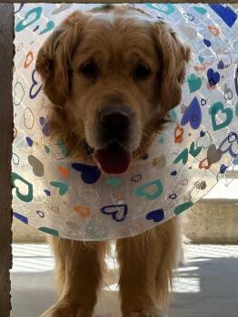 Rocky -  Golden Retriever Dog for Adoption in Fall River, Massachusetts - Rocky | PetCurious