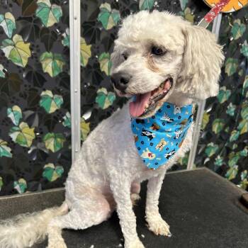 Raymond James -  Poodle Dog for Adoption in Houston, Texas - Raymond James | PetCurious