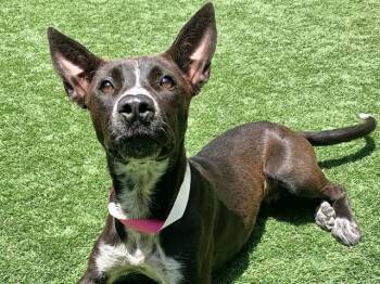 CECE -  Australian Kelpie and Mixed Breed Dog Available for Adoption in Moreno Valley, California - CECE | PetCurious