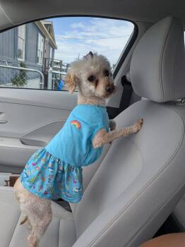 Ellie -  Miniature Poodle Dog Available for Adoption in Wichita Falls, Texas - Ellie | PetCurious