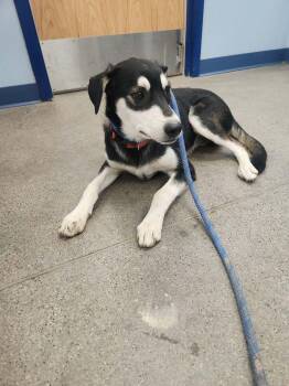 Dolf -  Husky Dog for Adoption in Kingman, Arizona - Dolf | PetCurious