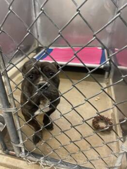 Rescue American Bulldog and Mixed Breed Dogs for Adoption in Anderson, Indiana - 59826569 | PetCurious