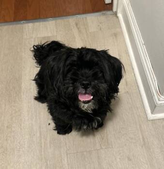 Panda -  Mixed Breed Dog for Adoption in New York, New York - Panda | PetCurious