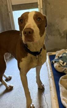Willow -  Mixed Breed Dog for Adoption in Roseburg, Oregon - Willow | PetCurious