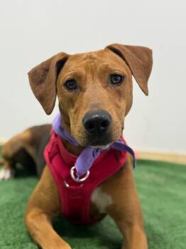 Rhodesian Ridgeback and Mixed Breed Dogs Available for Adoption - Lucy Lu | PetCurious