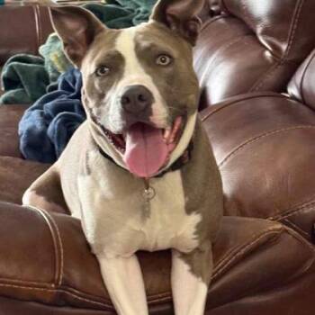 Zoey -  Mixed Breed Dog for Adoption in Dubuque, Iowa - Zoey | PetCurious