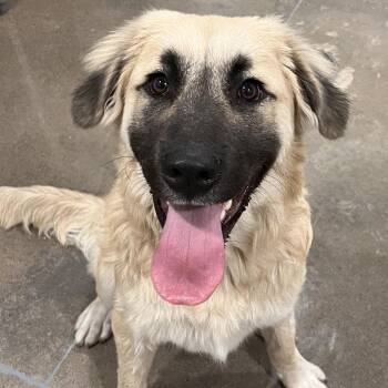 Creed (Montana) -  Great Pyrenees and Mixed Breed Dog for Adoption in Washburn, Missouri - Creed (Montana) | PetCurious