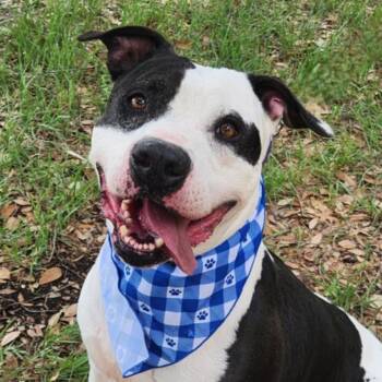 Rescue Pit Bull Terrier Dogs for Adoption in Austin, Texas - Ferdinand JuM | PetCurious