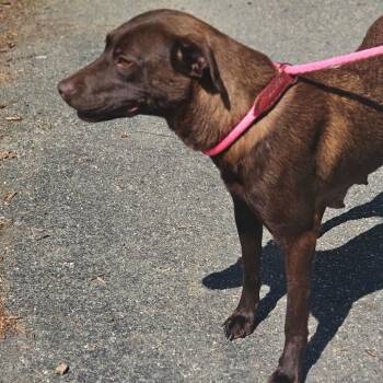Chocolate Labrador Retriever Dogs Available for Adoption in Gloucester, Virginia - Brownie | PetCurious