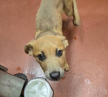 Pit Bull Terrier Dogs Available for Adoption in Douglasville, Georgia - Fjord | PetCurious