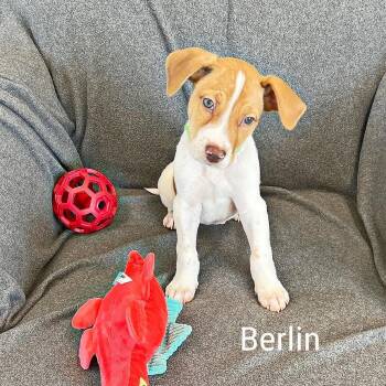 Berlin -  Mixed Breed Dog for Adoption in Lewisville, Texas - Berlin | PetCurious