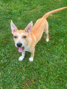 Sanja -  Mixed Breed Dog for Adoption in Taycheedah, Wisconsin - Sanja | PetCurious