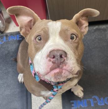 Rescue Mixed Breed Dogs for Adoption in Pontiac, Michigan - Meadow | PetCurious