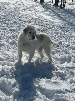 RC Washy -  Great Pyrenees Dog for Adoption in Aurora, Indiana - RC Washy | PetCurious