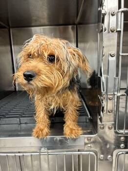 Yorkshire Terrier Dogs Available for Adoption in Marietta, Georgia - Fendi | PetCurious