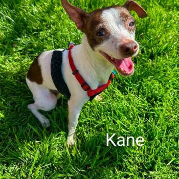 Rescue Chihuahua and Mixed Breed Dogs for Adoption in Midland, Texas - Kane | PetCurious