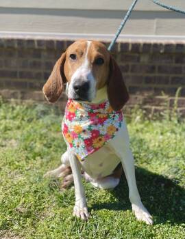 Rescue Treeing Walker Coonhound Dogs for Adoption in Dickson, Tennessee - Daisy | PetCurious