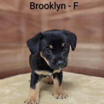 Dachshund and Yorkshire Terrier Dogs Available for Adoption - Brooklyn | PetCurious