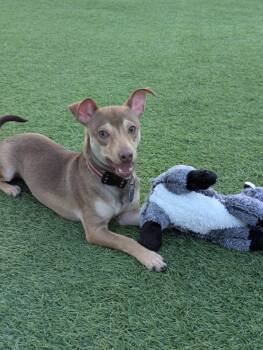Brownie -  Chihuahua and Dachshund Dog for Adoption in Cedar Rapids, Iowa - Brownie | PetCurious