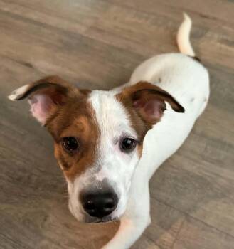 Jefferson -  Parson Russell Terrier Dog for Adoption in Memphis, Tennessee - Jefferson | PetCurious