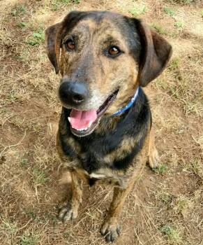 HUDSON -  Plott Hound Dog for Adoption in Sacramento, California - HUDSON | PetCurious