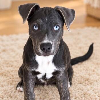 Bruce -  American Staffordshire Terrier Dog for Adoption in Houston, Texas - Bruce | PetCurious