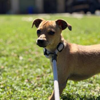 Mousie -  Rat Terrier Dog for Adoption in Chico, California - Mousie | PetCurious
