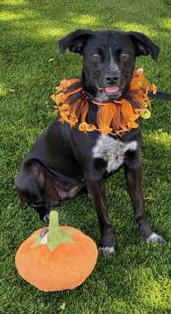 Giselle -  Terrier Dog for Adoption in Colusa, California - Giselle | PetCurious