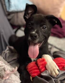 Tucker -  Black Labrador Retriever and Mixed Breed Dog for Adoption in Grand Island, Nebraska - Tucker | PetCurious