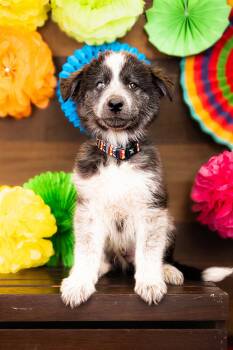 807-26 -  Husky Dog for Adoption in Brighton, Colorado - 807-26 | PetCurious