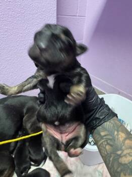 Rescue Bull Terrier and Mixed Breed Dogs for Adoption in El Paso, Texas - Doc* | PetCurious