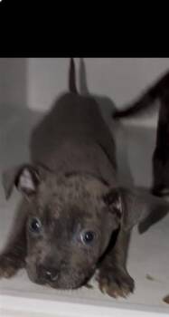 Labrador Retriever and Mixed Breed Dogs Available for Adoption - A650894 | PetCurious