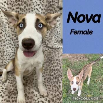 Husky Dogs Available for Adoption in Manchester, Connecticut - Nova | PetCurious