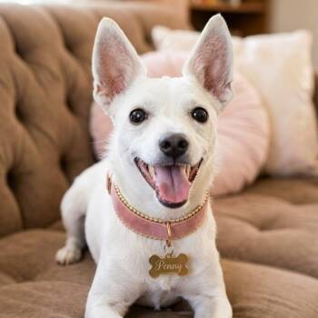 Penny -  Chihuahua and Terrier Dog for Adoption in Gilbert, Arizona - Penny | PetCurious