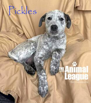 Australian Cattle Dog Blue Heeler and Labrador Retriever Dogs Available for Adoption in Groveland, Florida - Pickles | PetCurious