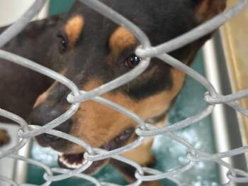 Pit Bull Terrier and Mixed Breed Dogs Available for Adoption in Tulsa, Oklahoma - BOSTON | PetCurious