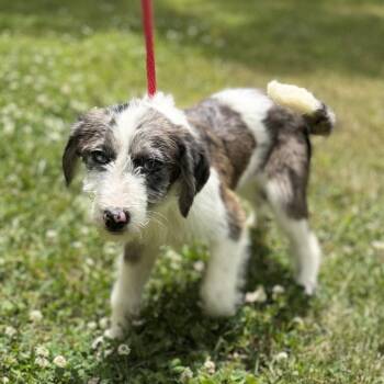 Poodle Dogs Available for Adoption in Locust Fork, Alabama - Shelby | PetCurious