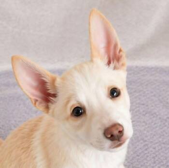 Terrier Dogs Available for Adoption in Newport, Tennessee - Alydar | PetCurious