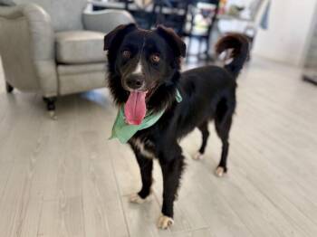 Sharky Ark -  Border Collie Dog for Adoption in Friendswood, Texas - Sharky Ark | PetCurious